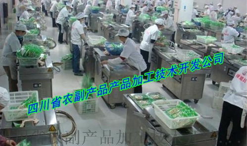 大頭菜生產(chǎn)設(shè)備技術(shù)開(kāi)發(fā) 邁向現(xiàn)代化與便捷化